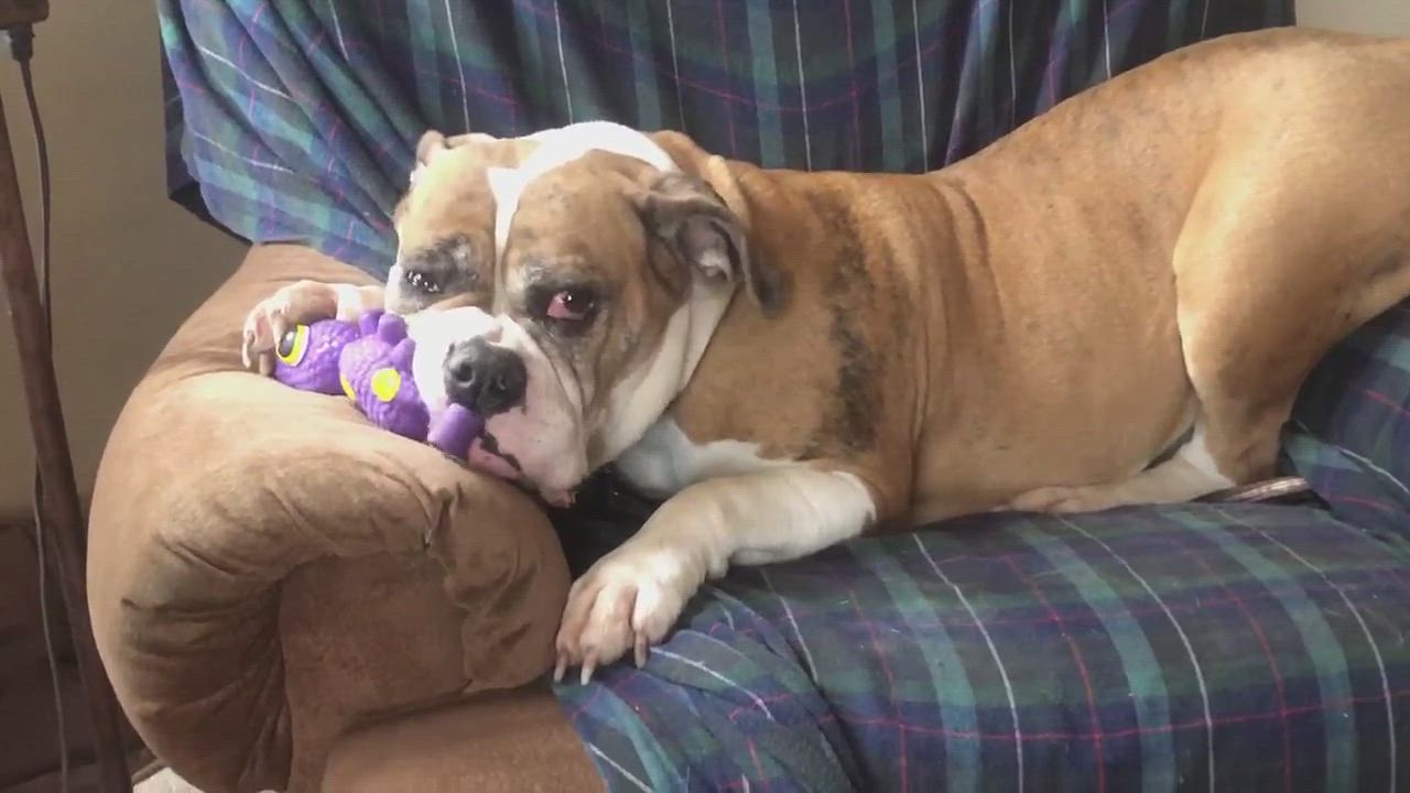 Enlarge Maude, a Adopted English Bulldog in Oregon, IL video 6/11