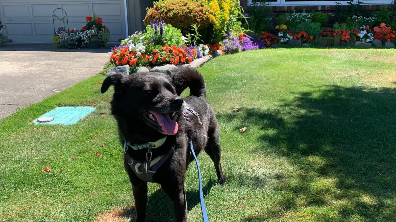 Enlarge Muffin, a ADOPTABLE mixed breed in Richmond, BC image 2/4