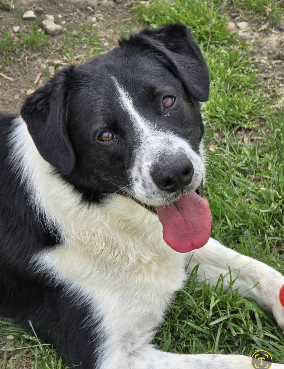 Dude, a Adoptable mixed breed in Ross, OH image 1/3