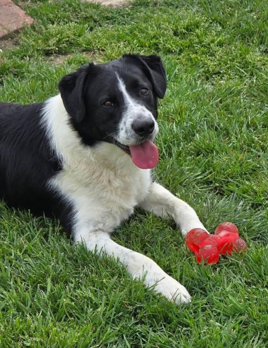 Dude, a Adoptable mixed breed in Ross, OH image 2/3