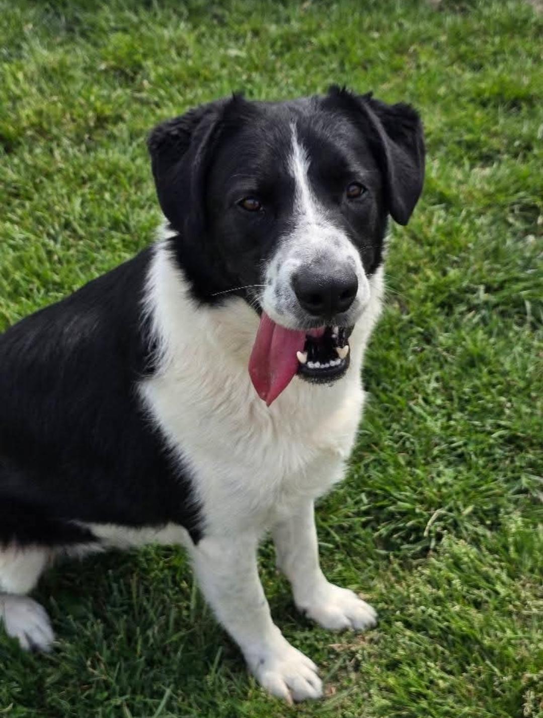 Dude, Adoptable, Adult Male Labrador Retriever & Border Collie.