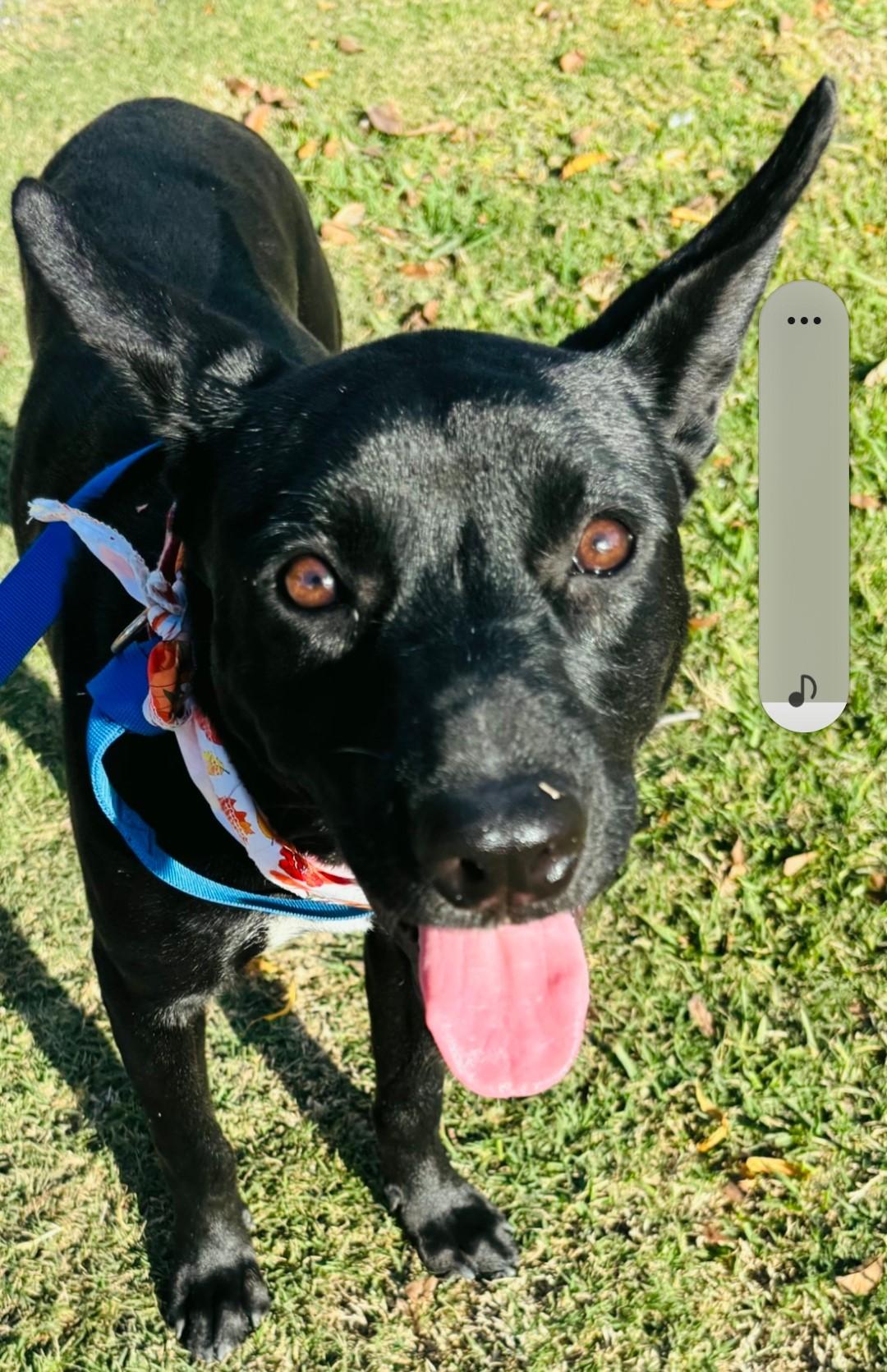 Roxy — thumbnail 3