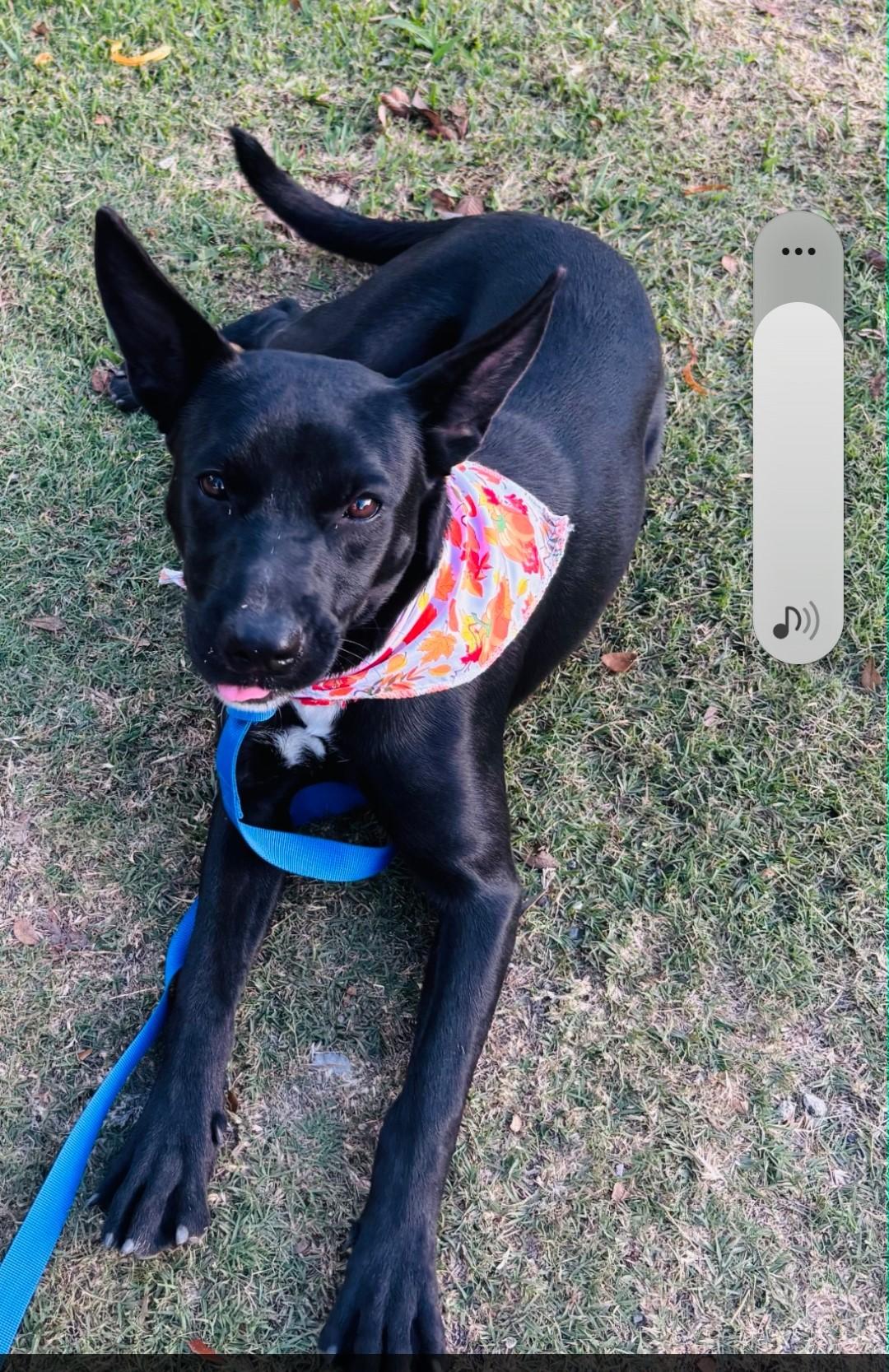 Roxy — thumbnail 4