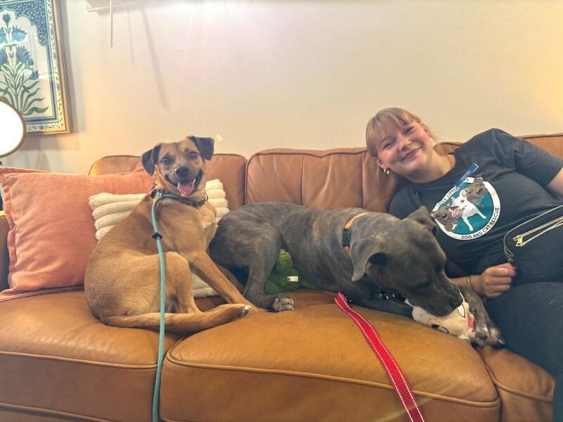 Enlarge Paco Perfect, a Adoptable mixed breed in Louisville, KY image 5/6