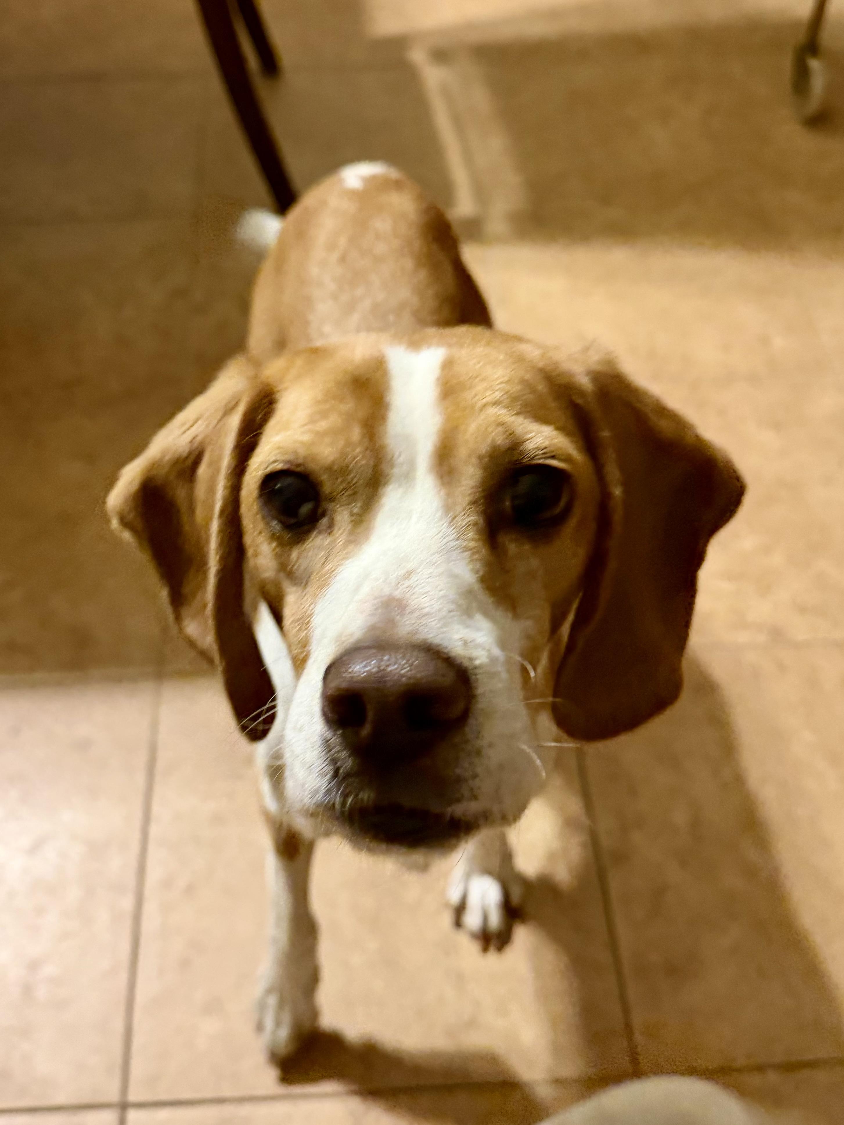 Enlarge Morrissey, a ADOPTABLE Beagle in Anaheim, CA image 2/3