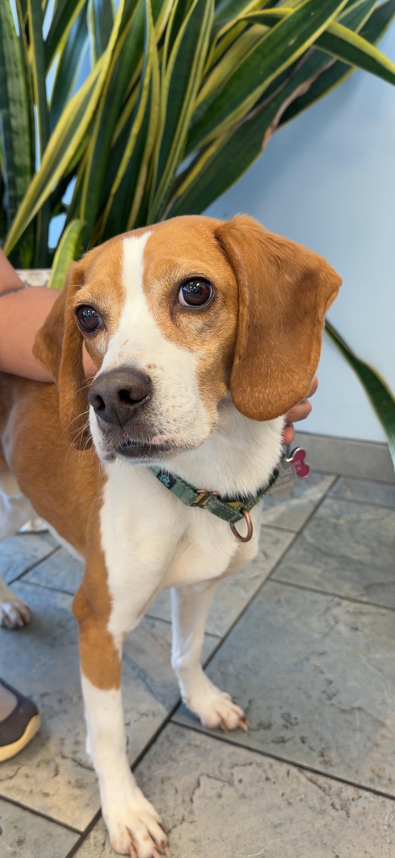 Enlarge Morrissey, a ADOPTABLE Beagle in Anaheim, CA image 1/3