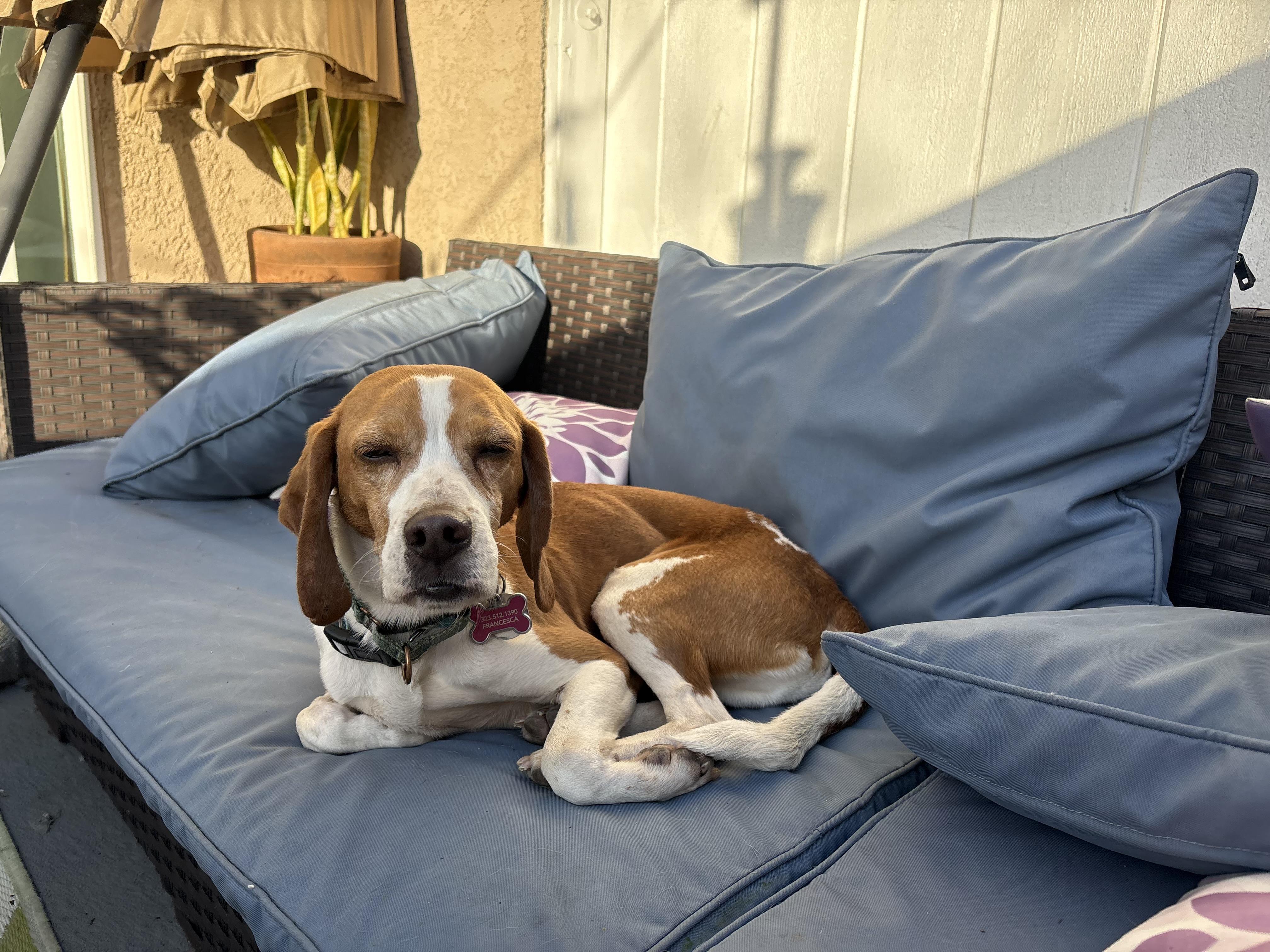 Enlarge Morrissey, a ADOPTABLE Beagle in Anaheim, CA image 3/3