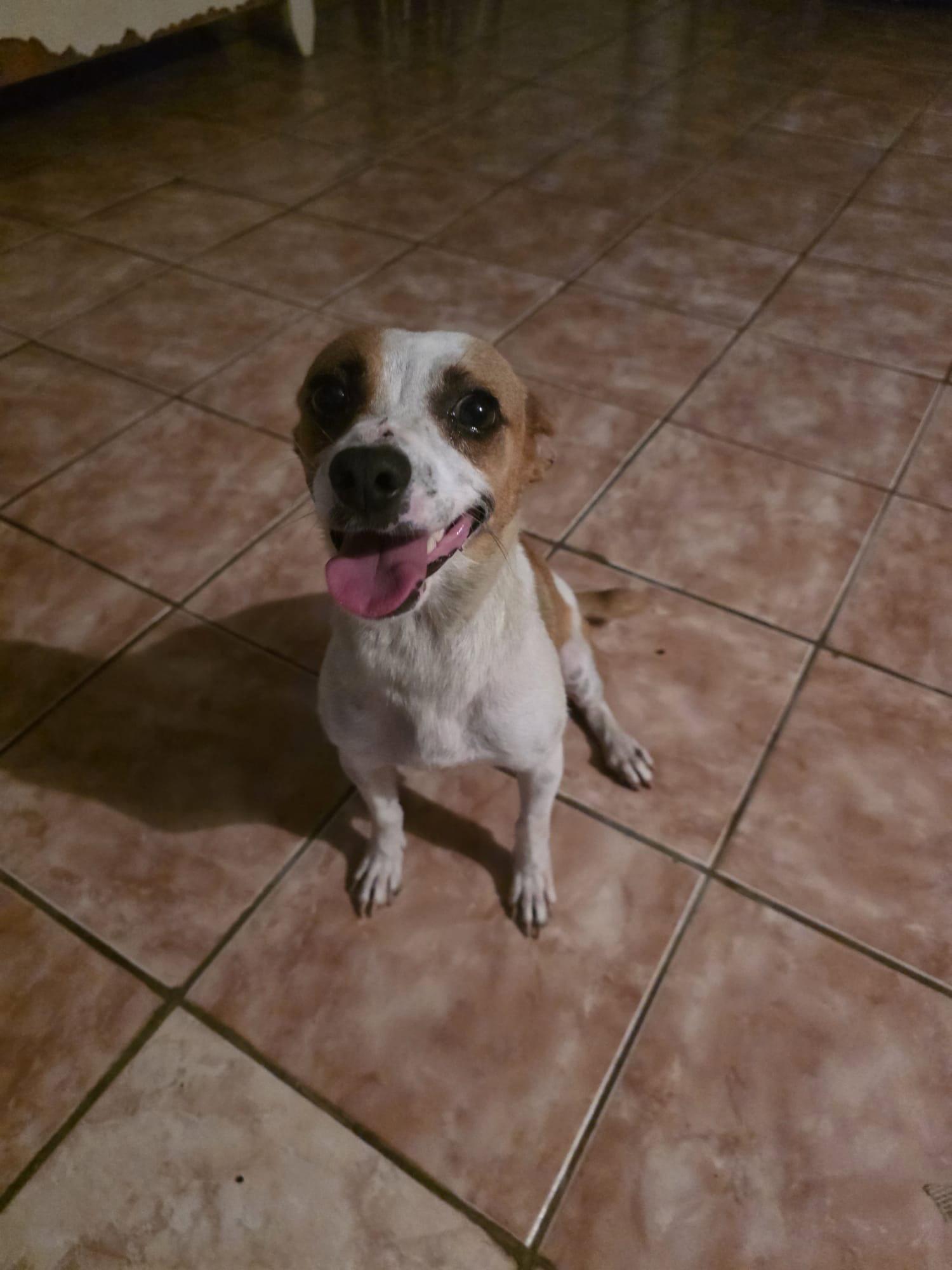 Nala, Adoptable, Adult Female Chihuahua & Terrier.