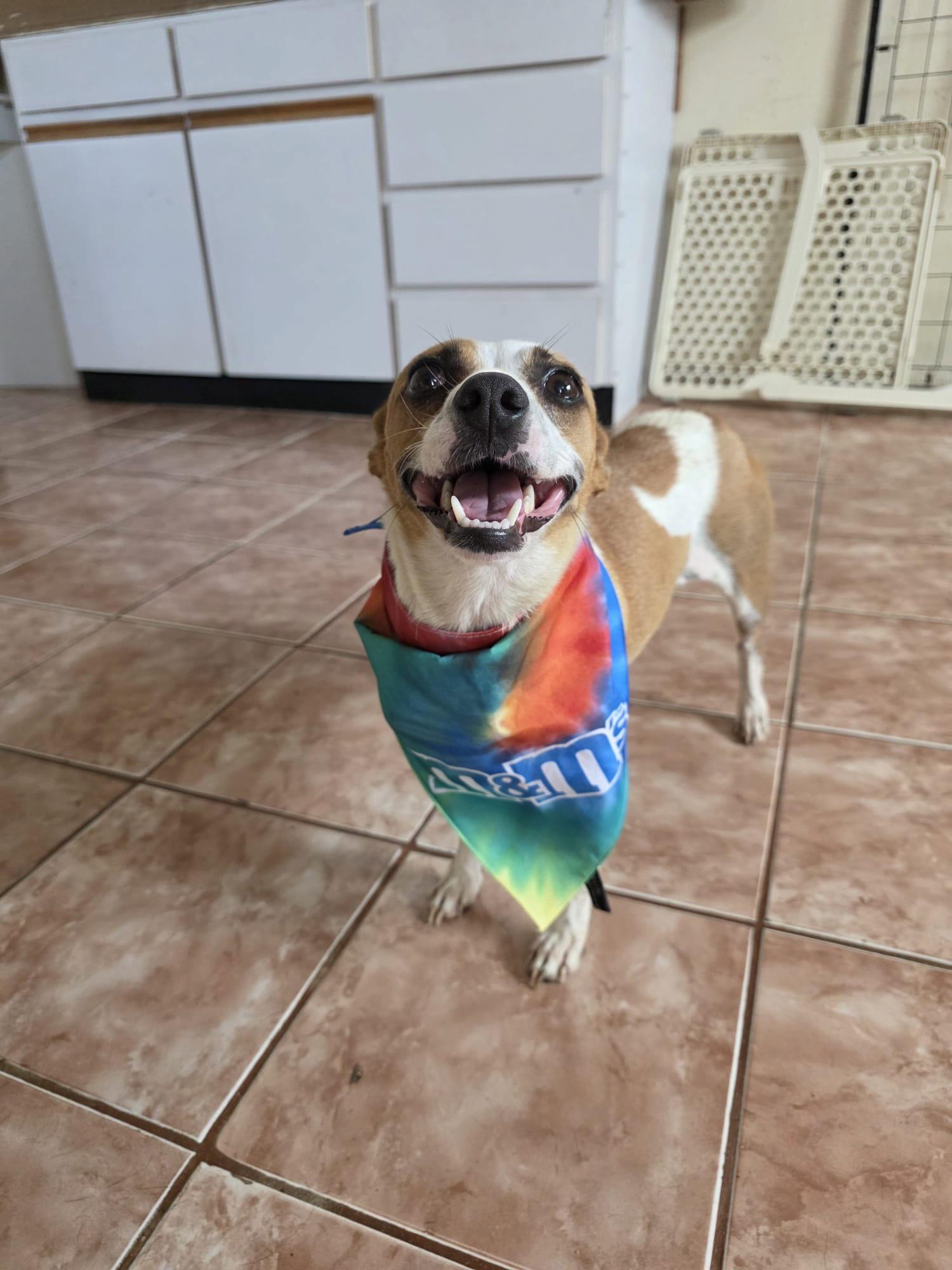 Nala, Adoptable, Adult Female Chihuahua & Terrier.