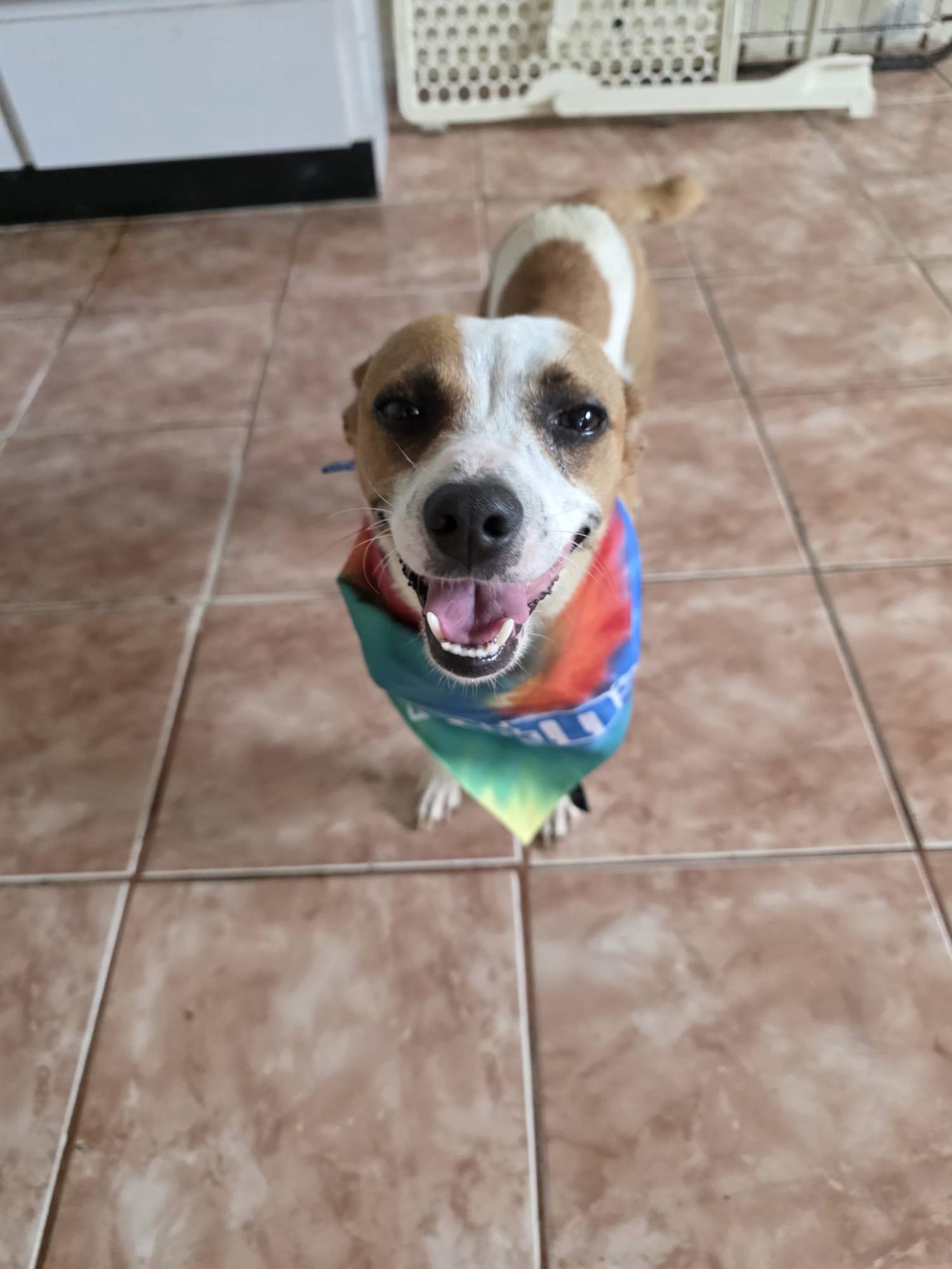 Enlarge Nala, a Adoptable mixed breed in Virginia Beach, VA image 3/3