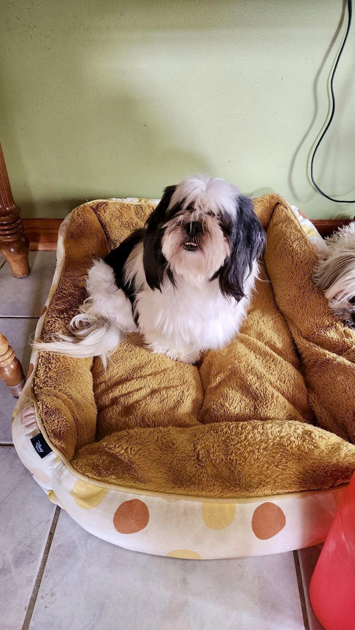 Enlarge Dixie, a Adopted Lhasa Apso in Alexandria, KY image 1/3