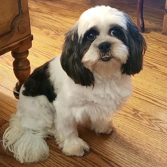 Enlarge Dixie, a Adopted Lhasa Apso in Alexandria, KY image 2/3