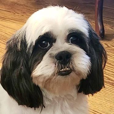 Enlarge Dixie, a Adopted Lhasa Apso in Alexandria, KY image 3/3