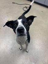 Enlarge Obie, a Adoptable mixed breed in Hartford, CT image 1/1