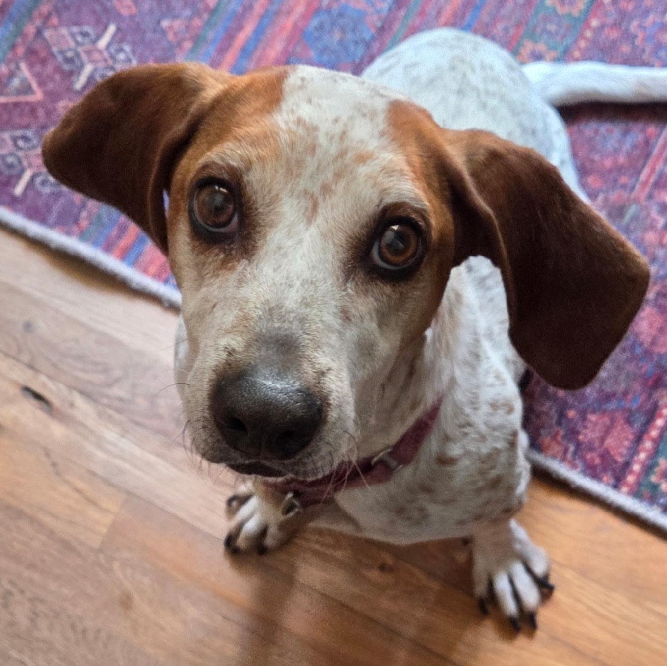 Daisy Mae, a ADOPTABLE mixed breed in Cincinnati, OH image 3/6
