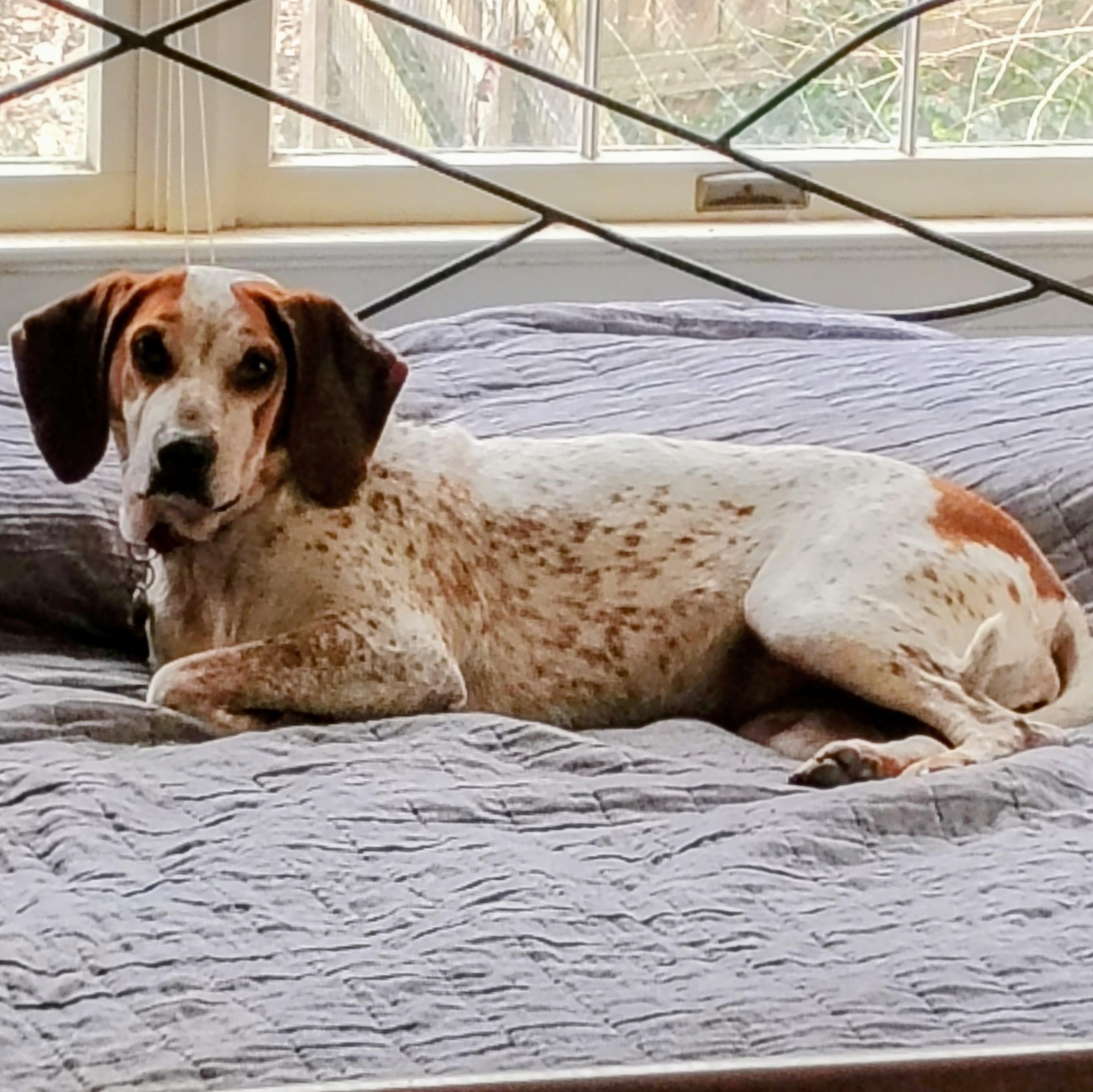 Enlarge Daisy Mae, a ADOPTABLE mixed breed in Cincinnati, OH image 6/6