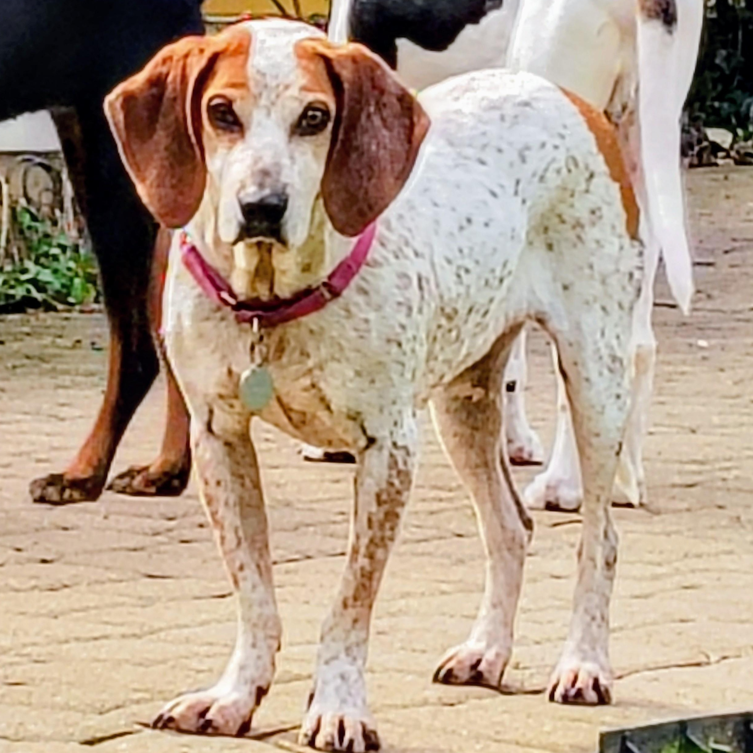 Enlarge Daisy Mae, a ADOPTABLE mixed breed in Cincinnati, OH image 1/6