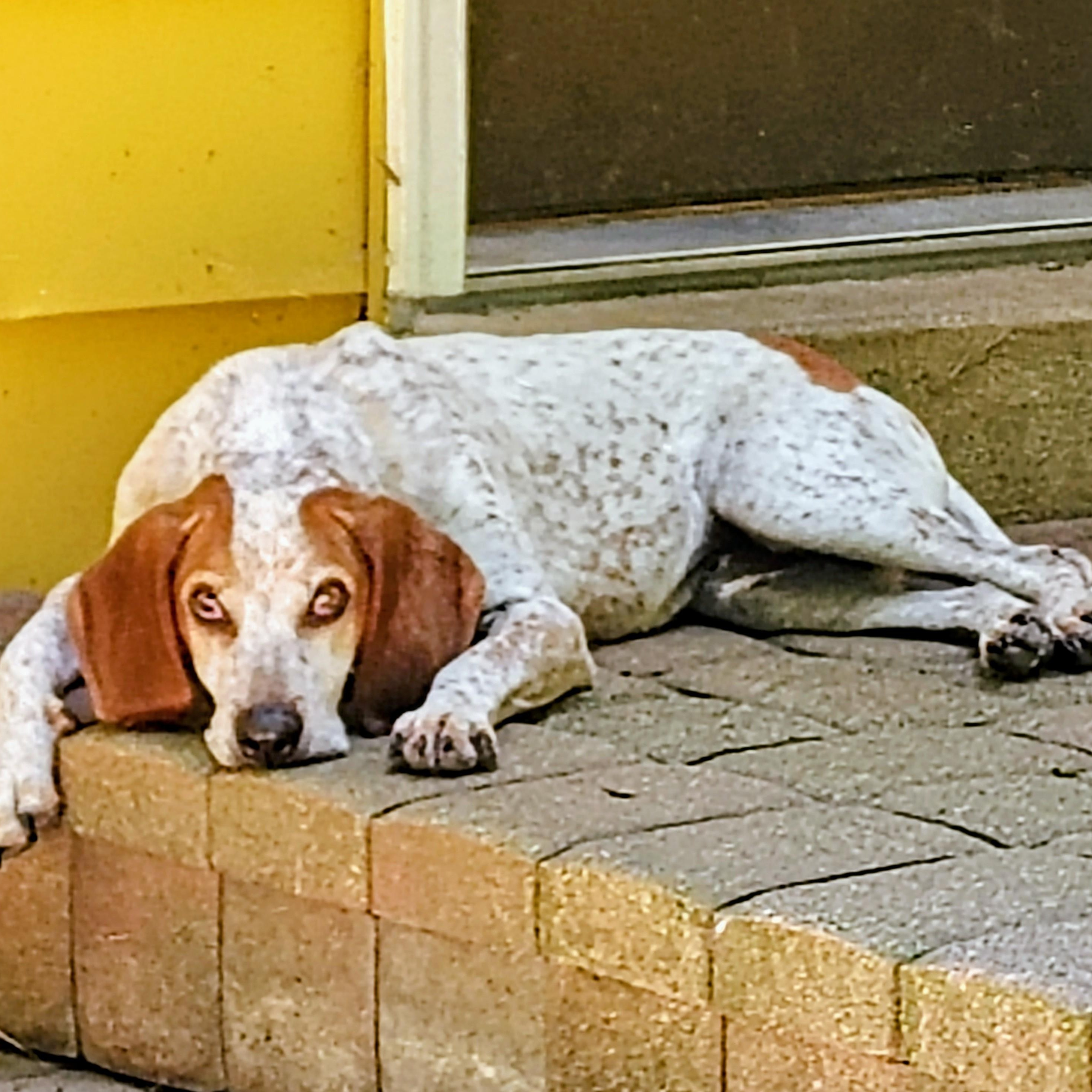Daisy Mae, a ADOPTABLE mixed breed in Cincinnati, OH image 4/6