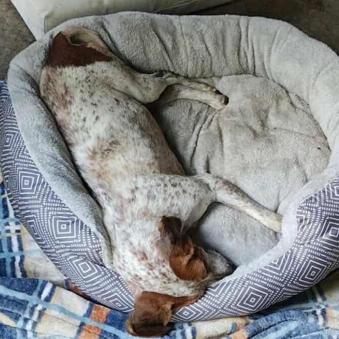 Enlarge Daisy Mae, a ADOPTABLE mixed breed in Cincinnati, OH image 3/6