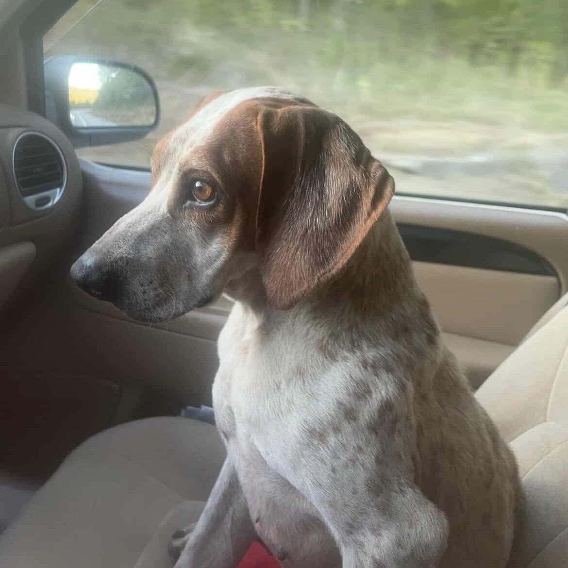 Enlarge Daisy Mae, a ADOPTABLE mixed breed in Cincinnati, OH image 5/6