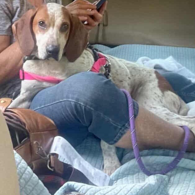 Enlarge Daisy Mae, a ADOPTABLE mixed breed in Cincinnati, OH image 4/6