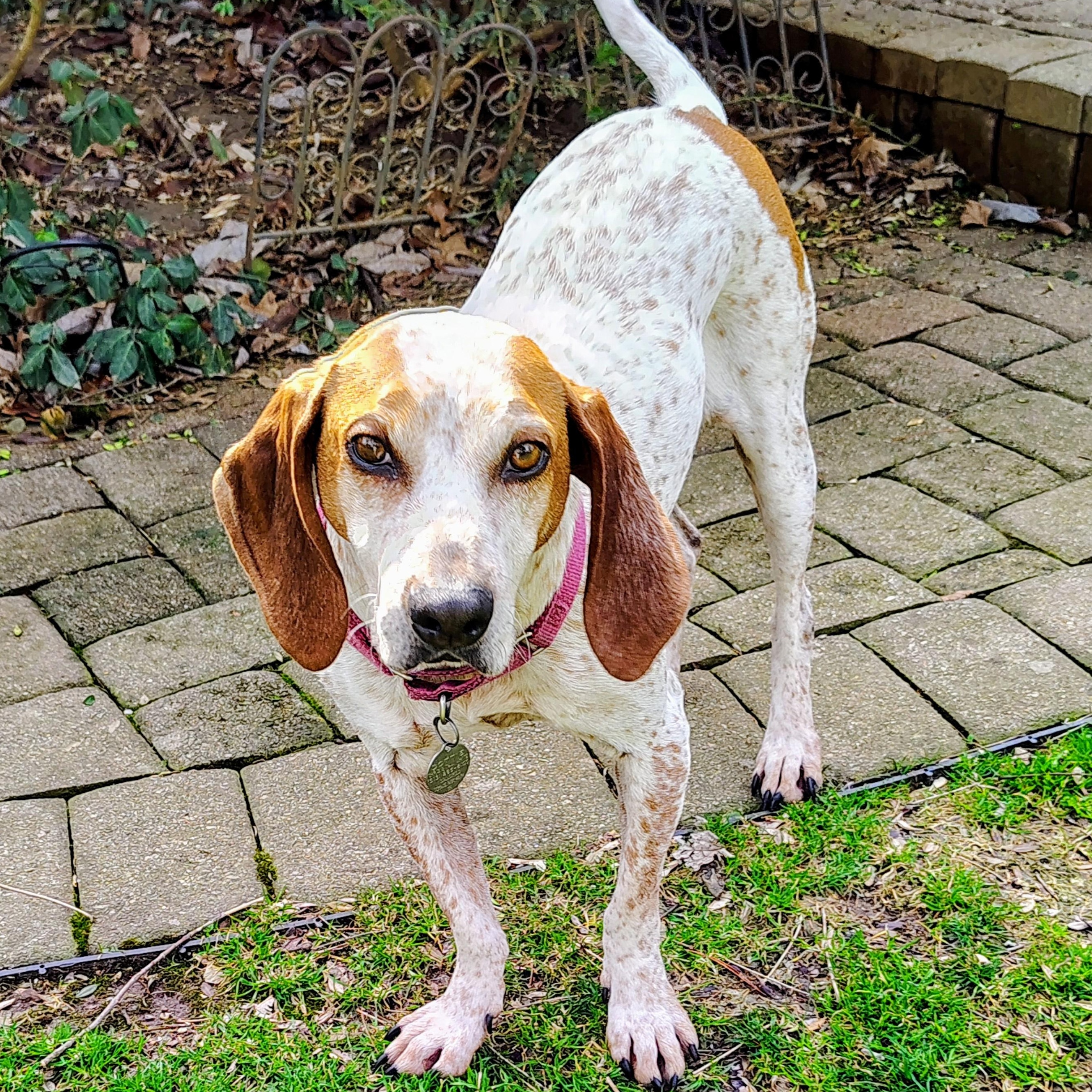 Enlarge Daisy Mae, a ADOPTABLE mixed breed in Cincinnati, OH image 3/6