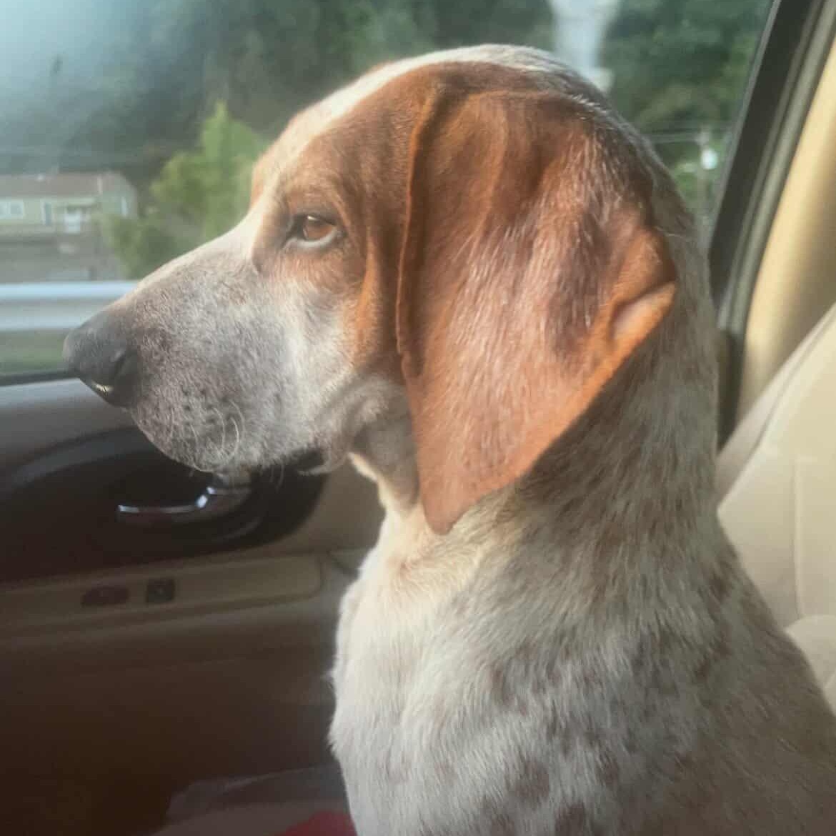 Enlarge Daisy Mae, a ADOPTABLE mixed breed in Cincinnati, OH image 2/6