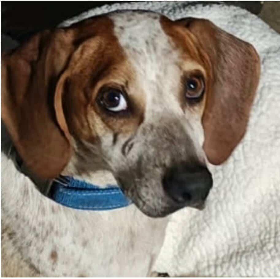 Enlarge Daisy Mae, a ADOPTABLE mixed breed in Cincinnati, OH image 1/6