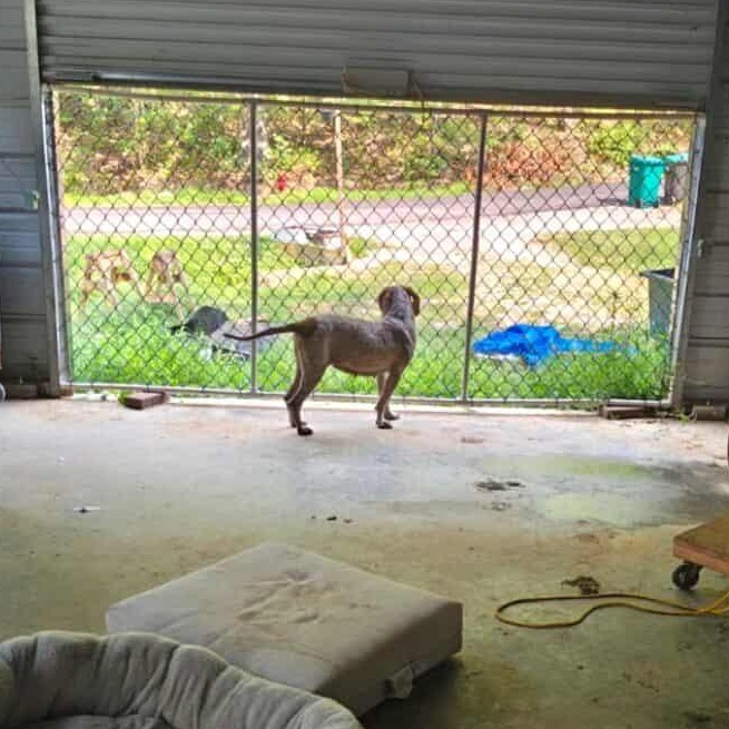 Enlarge Daisy Mae, a ADOPTABLE mixed breed in Cincinnati, OH image 6/6