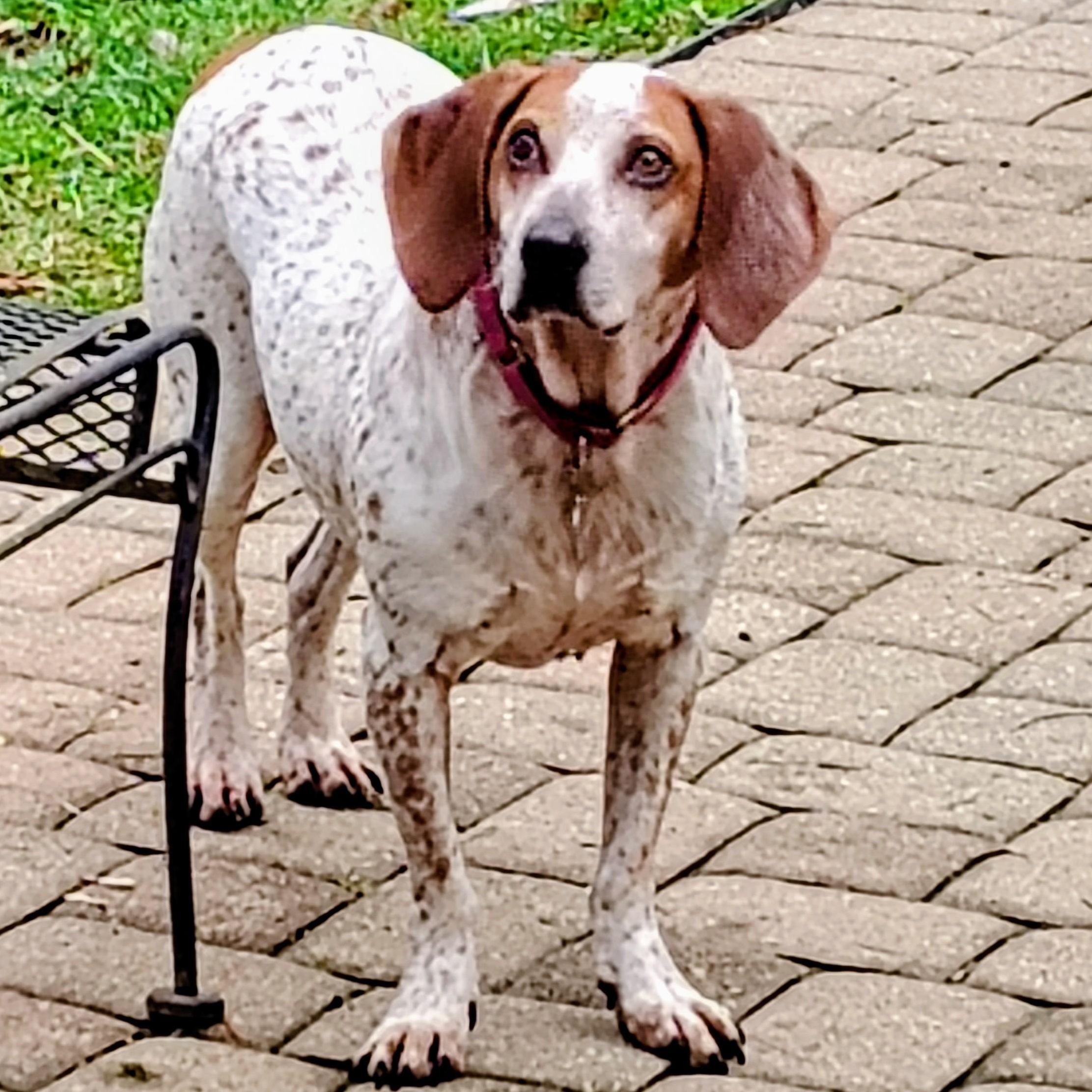 Enlarge Daisy Mae, a ADOPTABLE mixed breed in Cincinnati, OH image 2/6