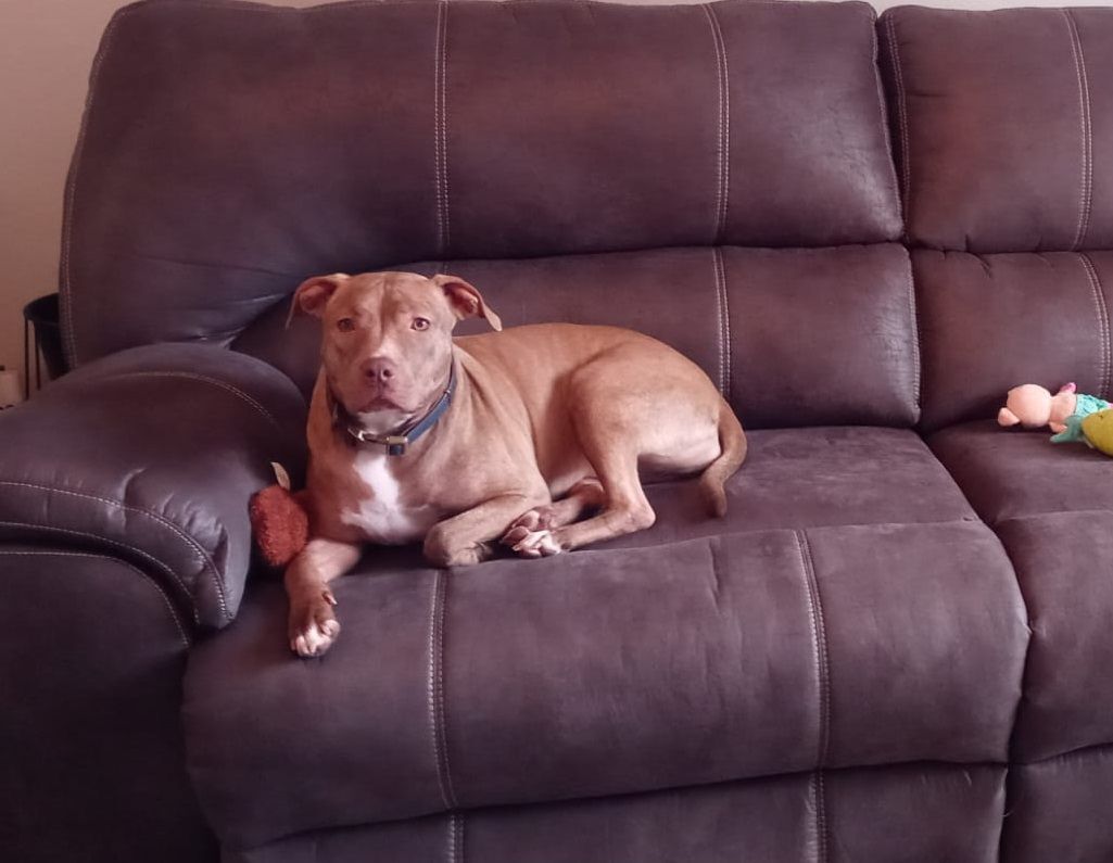 Ally - darling girl!!! (CT-077156), Adoptable, Young Female American Staffordshire Terrier & Blue Lacy.