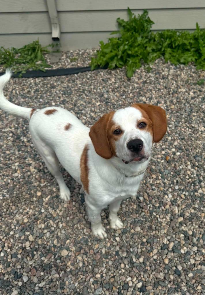 Matt, Adoptable, Puppy Male Mixed Breed.