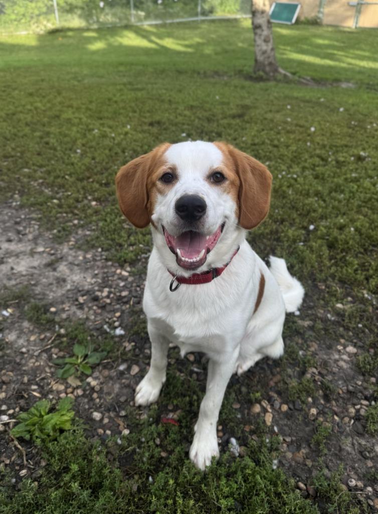 Enlarge Matt, a Adoptable Mixed Breed in Grand Forks, ND image 2/5