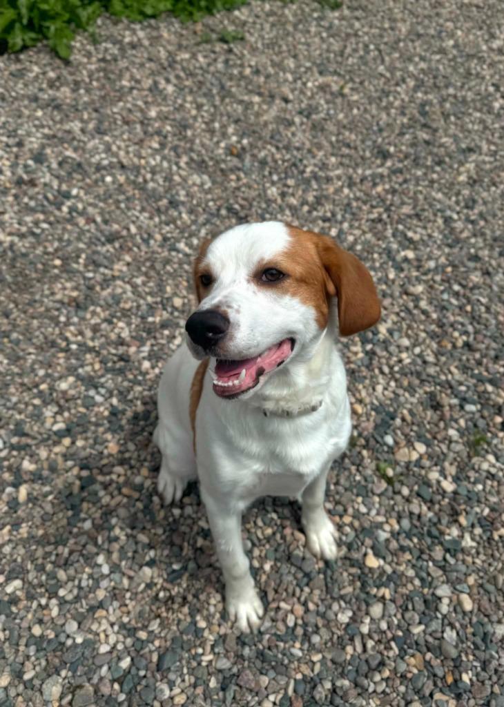 Enlarge Matt, a Adoptable Mixed Breed in Grand Forks, ND image 3/5