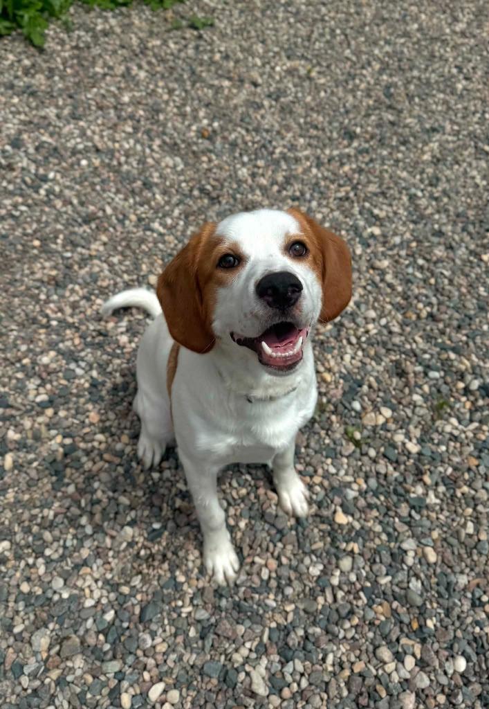 Enlarge Matt, a Adoptable Mixed Breed in Grand Forks, ND image 4/5