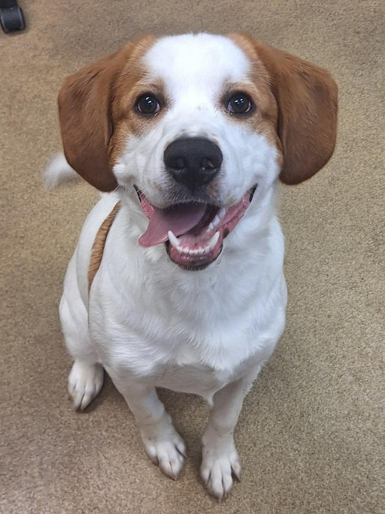 Enlarge Matt, a Adoptable Mixed Breed in Grand Forks, ND image 5/5