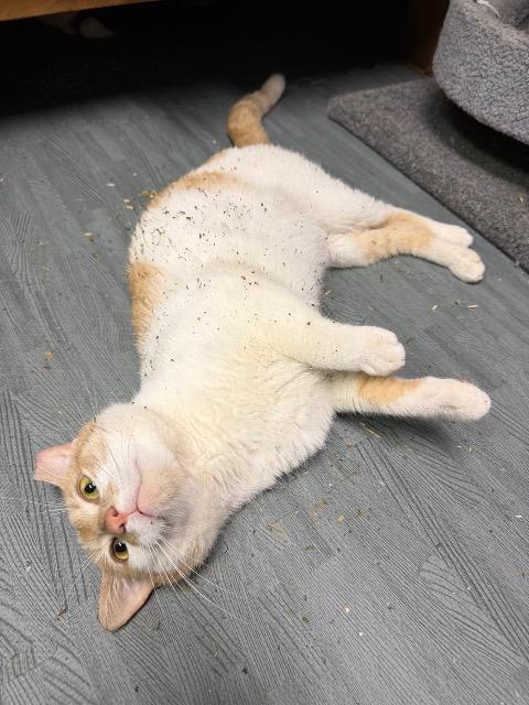 Enlarge Omelete, a Adoptable mixed breed in Pawtucket, RI image 1/4