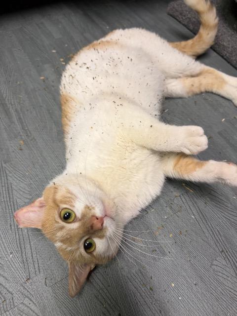Enlarge Omelete, a Adoptable mixed breed in Pawtucket, RI image 2/4