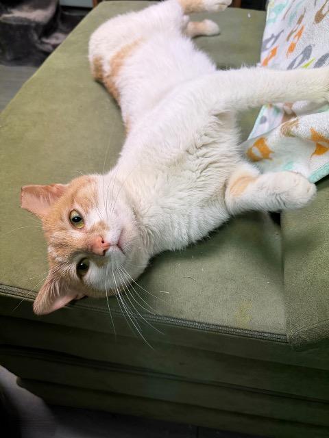 Enlarge Omelete, a Adoptable mixed breed in Pawtucket, RI image 3/4