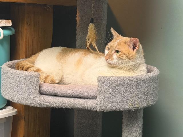 Enlarge Omelete, a Adoptable mixed breed in Pawtucket, RI image 4/4