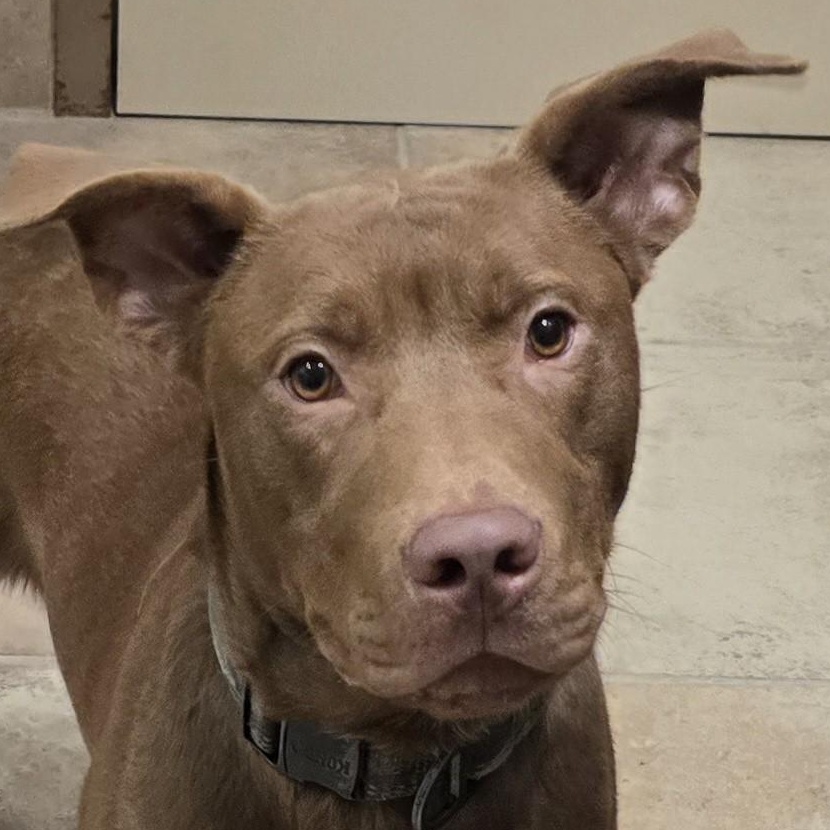 Miller, Adoptable, Adult Male Pit Bull Terrier.