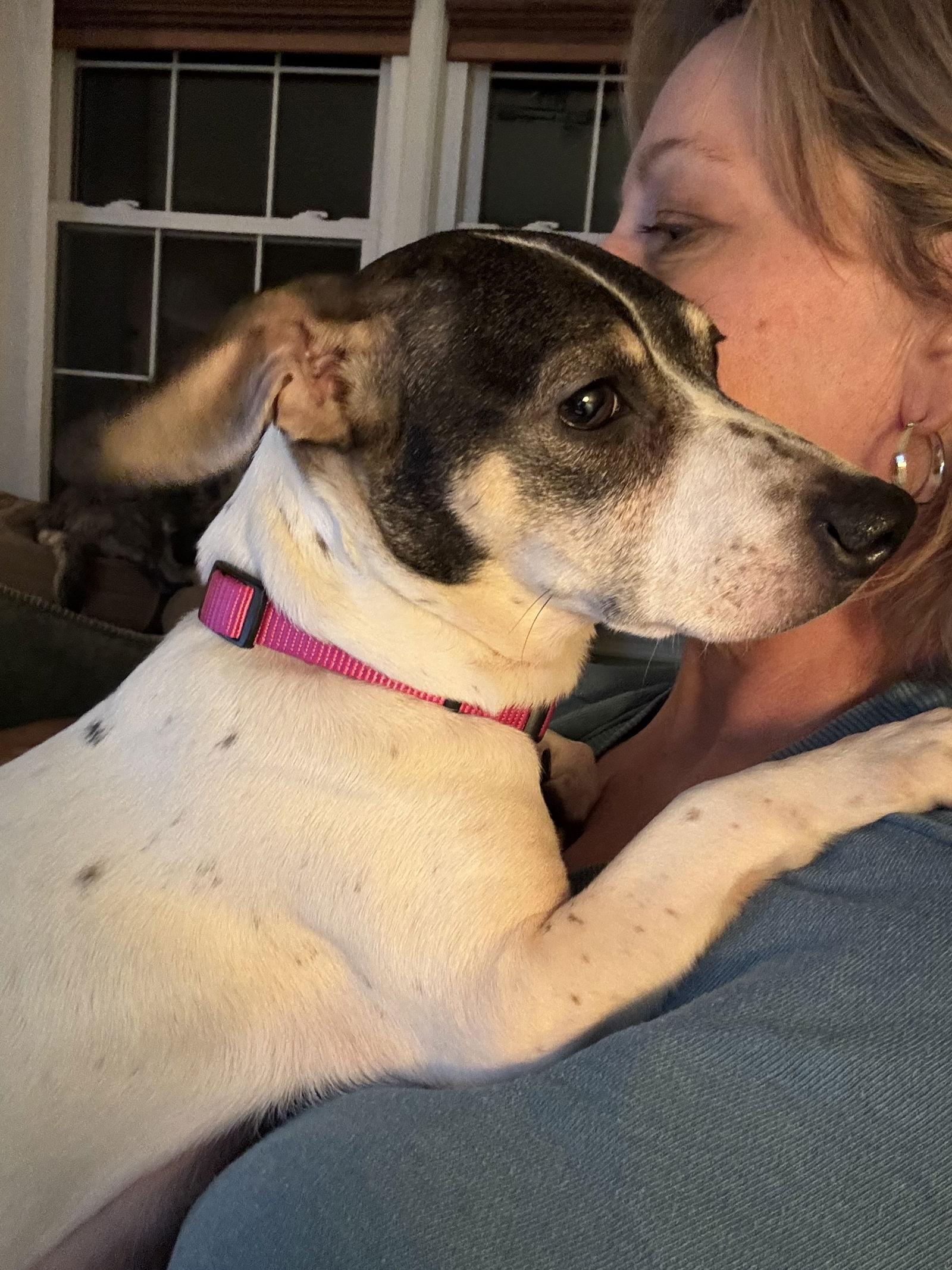 Sparkles, Adopted, Adult Female Rat Terrier.