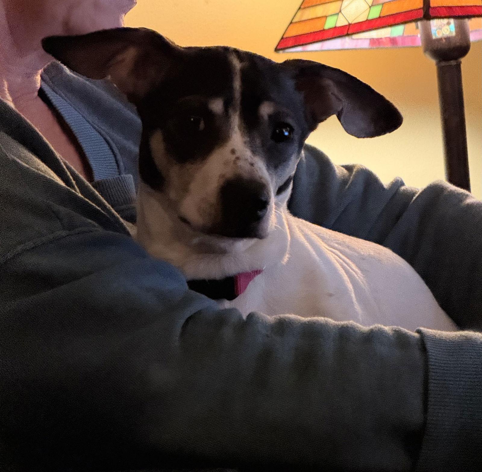 Enlarge Sparkles, a Adopted Rat Terrier in Forest, VA image 3/3