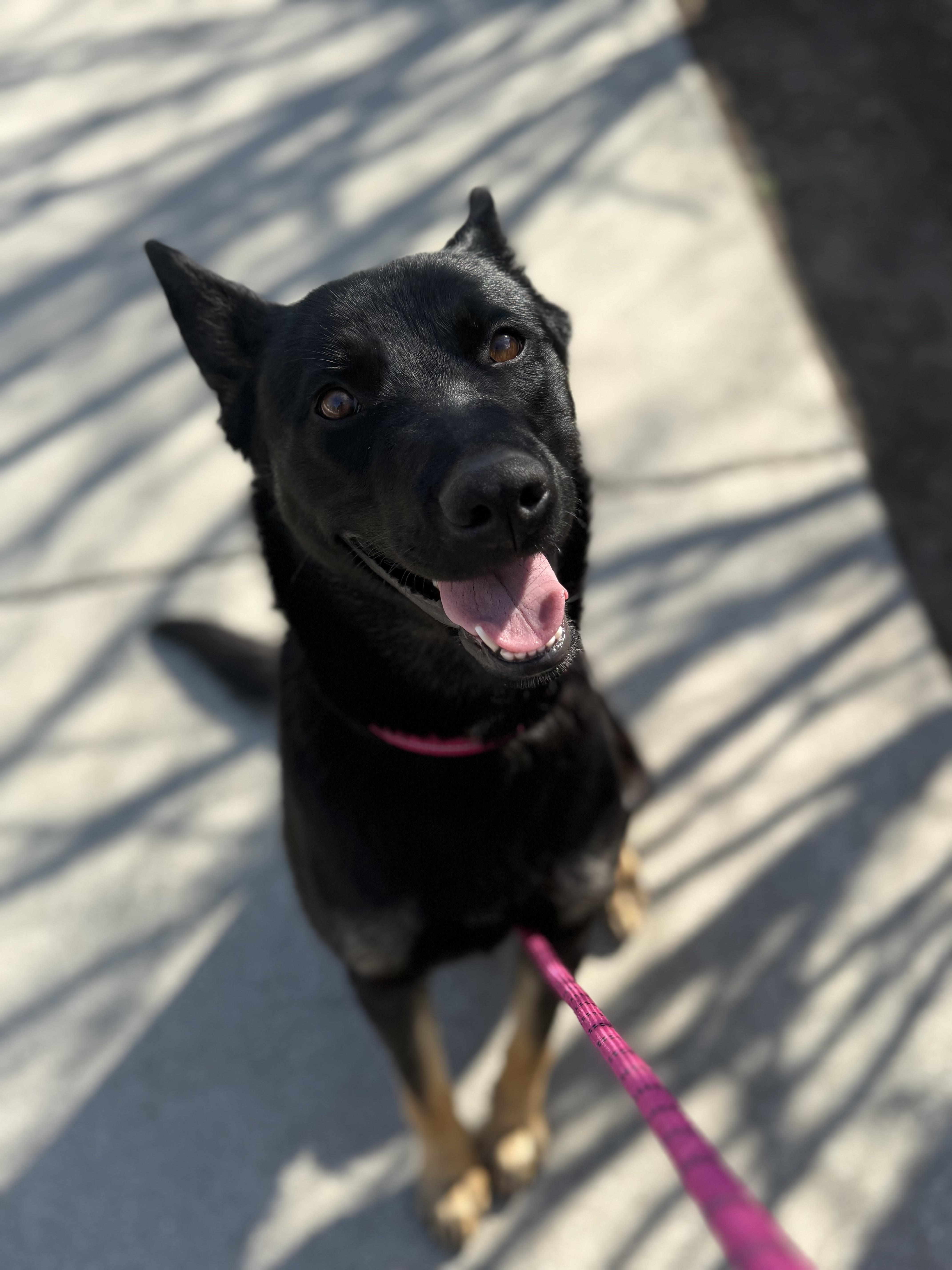 Gemma, a Adoptable mixed breed in Weston, MA image 1/5