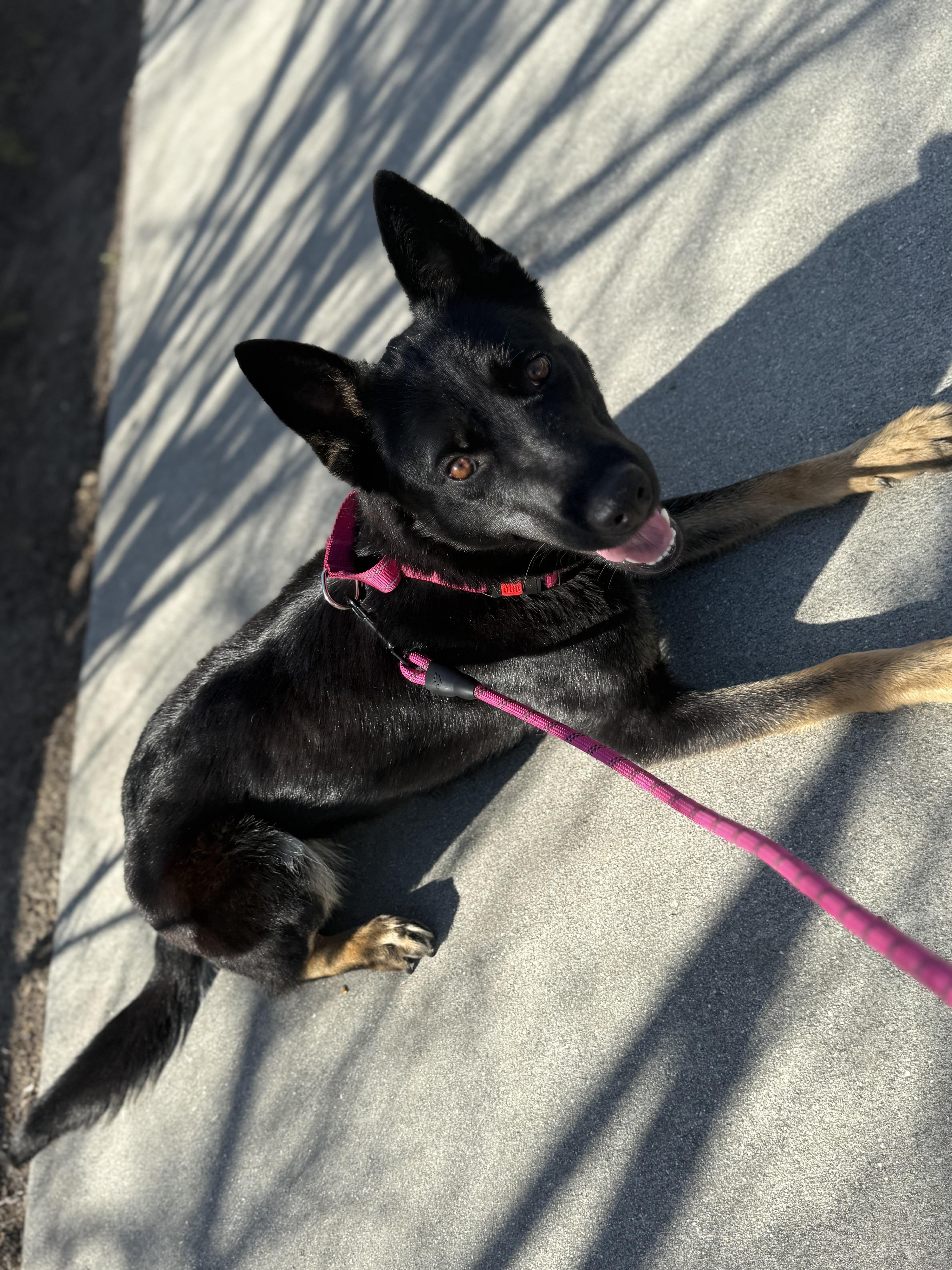 Gemma, a Adoptable mixed breed in Weston, MA image 3/5