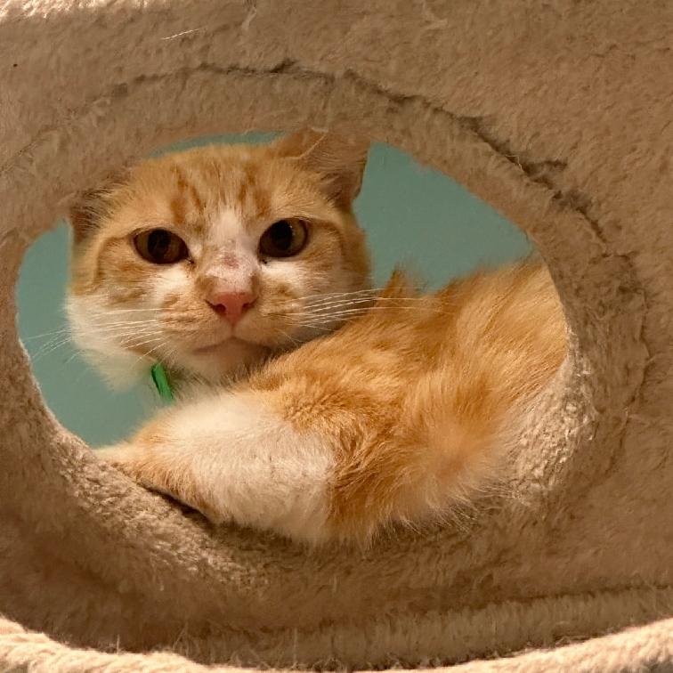 Saint, Adoptable, Adult Male Domestic Short Hair.