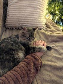 Enlarge Nemo, a Adoptable mixed breed in Absecon, NJ image 2/3