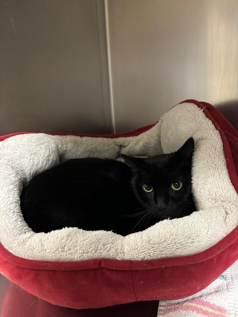 Charm, Adoptable, Adult Female Domestic Short Hair.