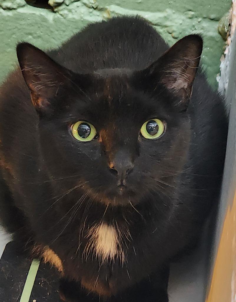 Charm, Adoptable, Adult Female Domestic Short Hair.
