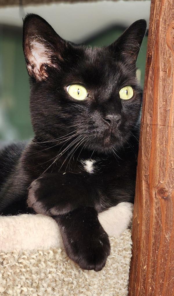 Charm, a Adoptable mixed breed in Port Jervis, NY image 1/5